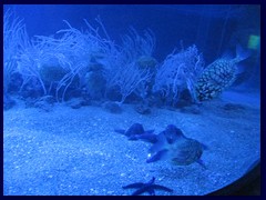 L'Oceanogràfic Oceanarium 050